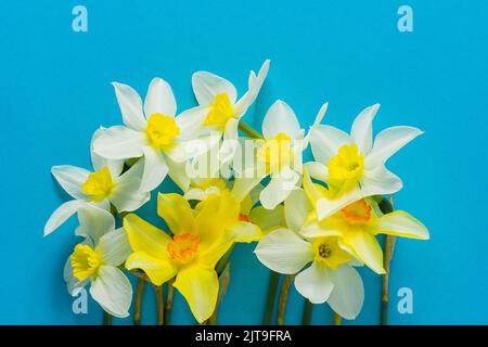 Naffodils bianchi e gialli su sfondo blu. Fiore con centro arancione. Fiori di primavera. Un semplice germoglio di daffodil. Bouquet Narcissus. Concetto floreale. Foto Stock