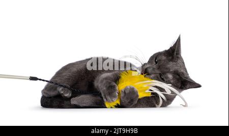 Giovane adulto gatto Korat, che si stenderà sul lato giocando con un giocattolo di piuma gialla. Guardando direttamente alla fotocamera con gli occhi verdi. Isolato su un backgrou bianco Foto Stock