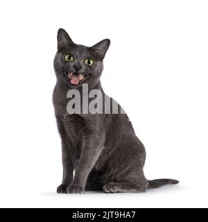 Giovane adulto gatto Korat, seduto di fronte. Bocca aperta a parlare. Guardando direttamente alla fotocamera con gli occhi verdi. Isolato su sfondo bianco. Foto Stock