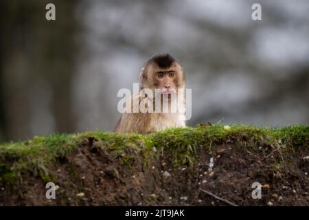 Un poco profondo colpo di fuoco di un macaco a coda di maiale meridionale seduto sull'erba Foto Stock