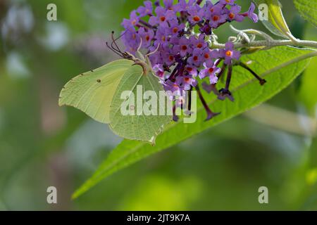 Brimstone Gonepteryx comune rhamni nutrirsi su un Buddleia Bush in un giardino del Nord Norfolk regno unito Foto Stock