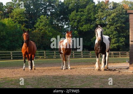 3 cavalli si trovavano in un campo a Swillington, Leeds Foto Stock