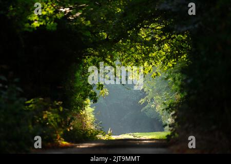 Un arco naturale retroilluminato su una strada privata a Swillington, Leeds, West Yorkshire, Regno Unito Foto Stock