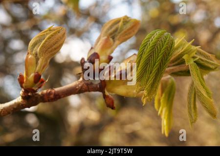 Un primo piano di nuova crescita su un castagno di cavallo, Aesculus hippocastanum, in primavera sole Foto Stock