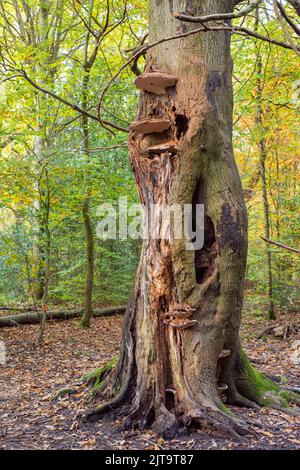 Quattro grandi funghi che crescono sul tronco un faggeto a Eccleshall Woods, Sheffield UK Foto Stock