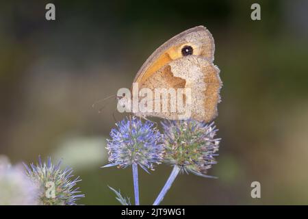 Prato farfalla marrone- Maniola jurtina succhia il nettare con il suo tronco Dal fiore dell'eryngo blu - Eryngium palmatum Foto Stock