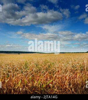 Campo di mais sotto il bel cielo blu con nuvole, foglie gialle, maturazione prima della mietitura Foto Stock