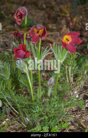 Fiore rosso di Pasque, Pulsatilla rubra, in fiore in primavera. Foto Stock