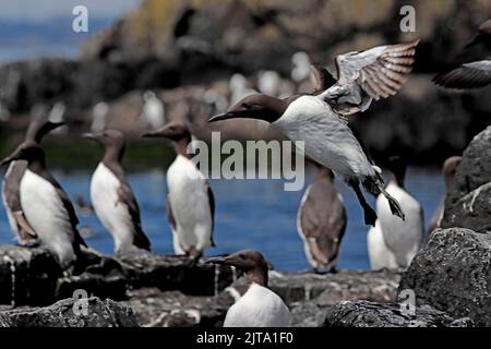 Gruppo DI GUILLEMOT sulle rocce, Regno Unito. Foto Stock