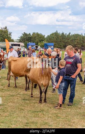 Mucche al Wensleydale Agricultural Show Foto Stock