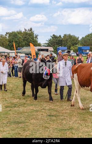 Mucche al Wensleydale Agricultural Show Foto Stock