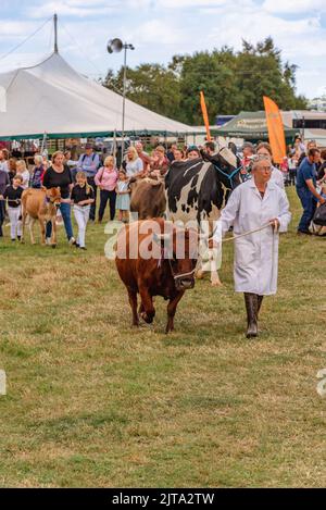 Mucche al Wensleydale Agricultural Show Foto Stock