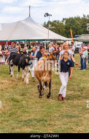 Mucche al Wensleydale Agricultural Show Foto Stock