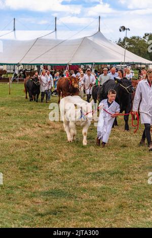 Mucche al Wensleydale Agricultural Show Foto Stock