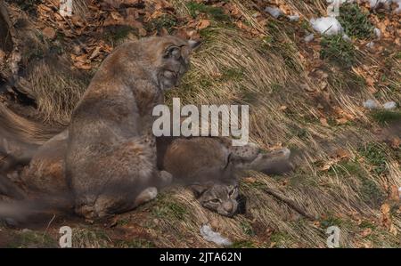 Lynx eurasiatica, lynx Lynx, che si crogiolano verso la fine dell'inverno. Foto Stock