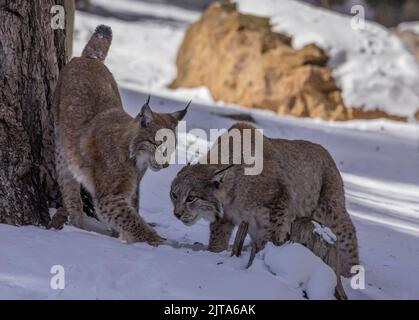 Due lynx eurasiatica, Lynx lynx, che giocano sulla neve a fine inverno. Foto Stock