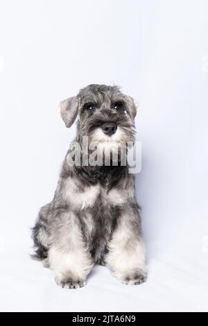 Simpatico simpatico ritratto in miniatura Schnauzer cucciolo cane. Bianco-grigio schnauzer cane siede su uno sfondo bianco, cornice verticale. Cucciolo felice. Foto Stock