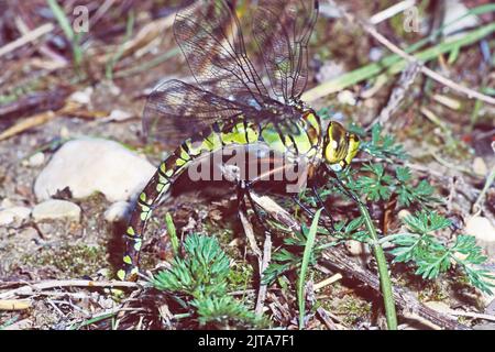 Esemplare femminile di dragonfly imperatore impegnato nella deposizione delle uova, Anax imperator; Aeshnidae Foto Stock