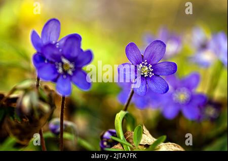 Anemonoides blanda, syn. Anemone blanda, anemone balcanico, fiore a vento, primo piano, fuoco selettivo Foto Stock