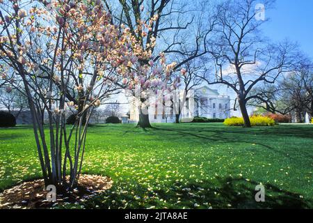 White House, Washington DC. Edificio governativo e residenza del Presidente degli Stati Uniti d'America. Prato e un albero di magnolia in fiore in primavera Foto Stock