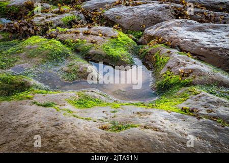 Un fossile di impronta dinosauro sull'Isola di Skye. Scozia, Regno Unito. Foto Stock