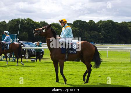 Jockey Ray Dawson su Clarendon House alle corse di York. Foto Stock