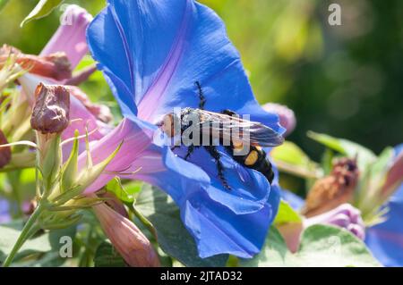 Italia, Liguria, Giardino, Mammoth Wasp, Megascolia maculata Flavifrons Foto Stock