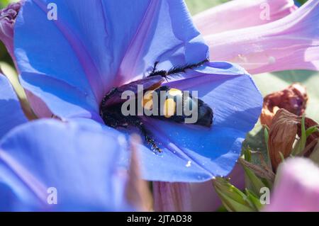 Italia, Liguria, Giardino, Mammoth Wasp, Megascolia maculata Flavifrons Foto Stock