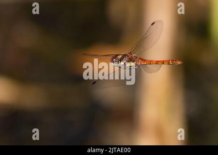 Darter comune in volo Foto Stock