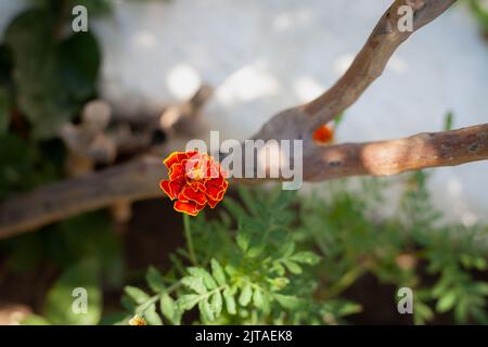 sfondo marigold, vista dall'alto del marigold tra rami di albero e foglie. Foto Stock