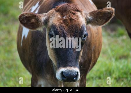Una Cow Jersey che si infissava direttamente nella fotocamera Foto Stock