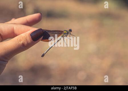 Bella Demoiselle (Calopteryx Virgo) in mano alla donna. Colori marrone, verde metallizzato e giallo Foto Stock