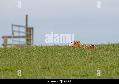 Due lepri (Lepus europaeus) sdraiati in un campo agricolo in prateria, Yorkshire, Regno Unito fauna selvatica Foto Stock