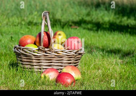 Cestino di mele fresche in un prato Foto Stock