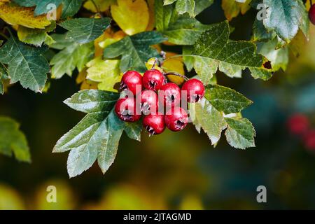 Ramo di biancospino con bacche rosse in close-up tempo soleggiato. Foto Stock