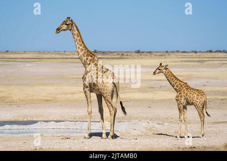 Giraffa con un bambino in piedi ad una buca d'acqua. Parco Nazionale di Etosha, Namibia, Africa Foto Stock
