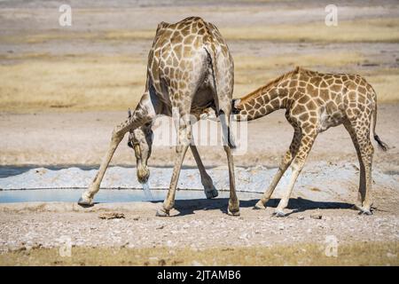 Giraffa con giraffa di vitello ad una buca d'acqua bere. Parco Nazionale di Etosha, Namibia, Africa Foto Stock