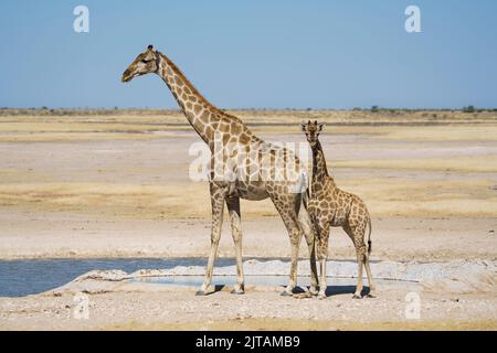 Giraffa con giraffa bambino in piedi ad una buca d'acqua. Parco Nazionale di Etosha, Namibia, Africa Foto Stock