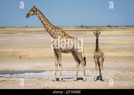 Giraffa con il bambino in piedi ad una buca d'acqua. Parco Nazionale di Etosha, Namibia, Africa Foto Stock