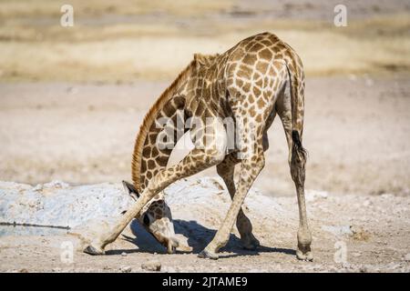 Giraffe vitello graffiare è la testa a terra. Parco Nazionale di Etosha, Namibia, Africa Foto Stock