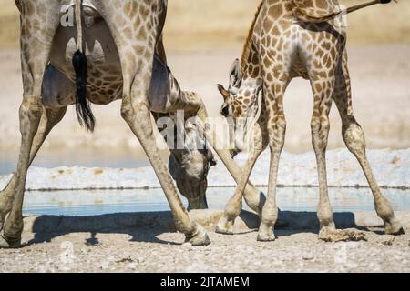 Giraffa con polpaccio ad un'acqua potabile. Parco Nazionale di Etosha, Namibia, Africa Foto Stock