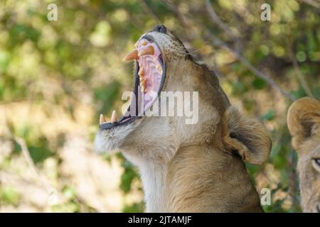 Ritratto di Lionessa con bocca larga aperta che mostra i suoi grandi denti. Sfondo sfocato. Parco Nazionale di Chobe, Botswana, Africa Foto Stock