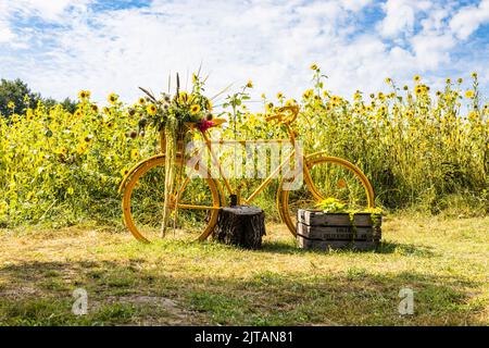 Bicicletta gialla vicino a fioritura campo agricolo girasoli Foto Stock