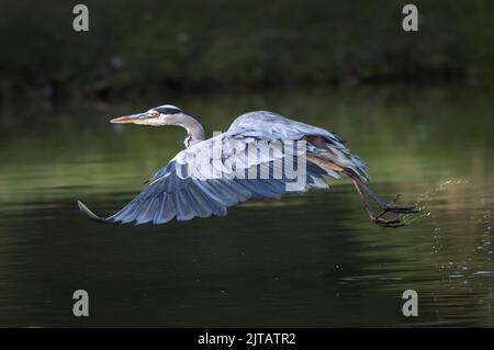 Grey Heron è appena decollo dopo aver visto qualcosa di interessante Foto Stock