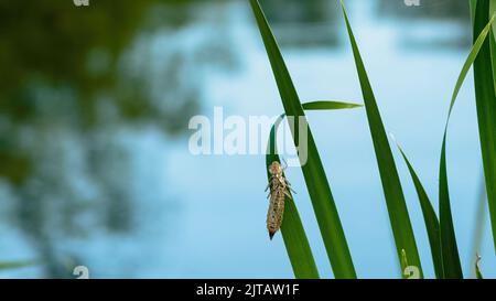 Dragonfly exusiva secco esterno involucro lasciato su canna da stagno dopo che la larva è emerso e trasformato in una libellula. Foto Stock