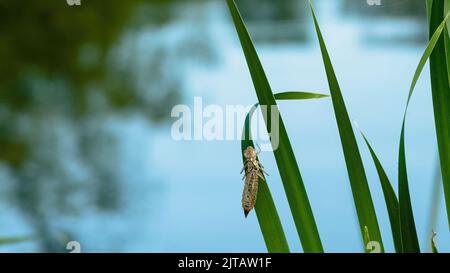 Dragonfly exuvia dried outer casing left on pond reed after the larva has emerged and transformed into a dragonfly. Foto Stock