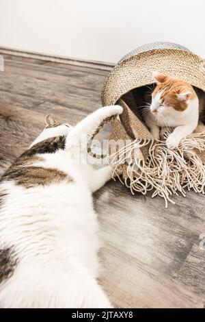 Due gatti nazionali combattono su un cesto di coperta con cosy throws. Concetto Cat Behavior at Home. Messa a fuoco selettiva, primo piano, spazio di copia Foto Stock