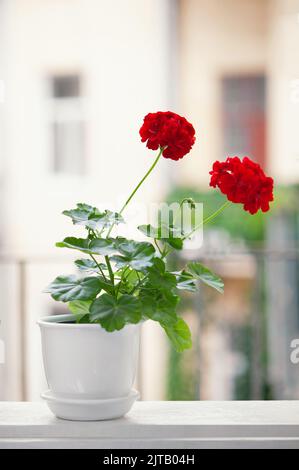 Nella finestra si trova un vaso con gerani in fiore o fiori in fiore di pelargonio. Foto Stock