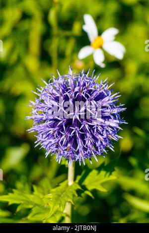 Echinops Banaticus globo blu cardo fiore Foto Stock
