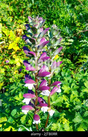 Primo piano di fiori di orso viola in piena fioritura su uno sfondo verde in un giardino. Foto Stock
